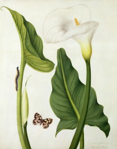 Calla Aethiopica mit Schmetterling und Raupe